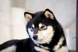 picture of dog