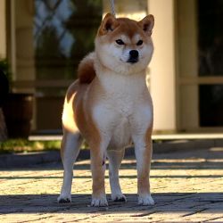 picture of dog
