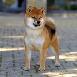 picture of dog