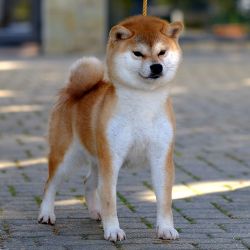 picture of dog