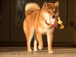 picture of dog