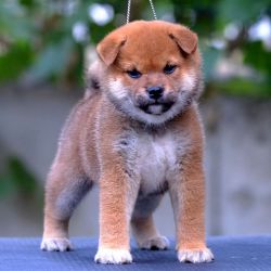 picture of dog
