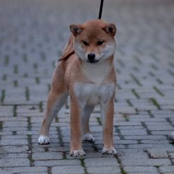 picture of dog
