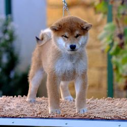 picture of dog