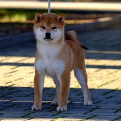 picture of dog