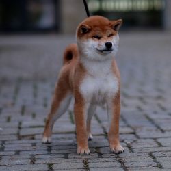 picture of dog