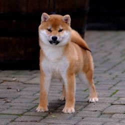 picture of dog