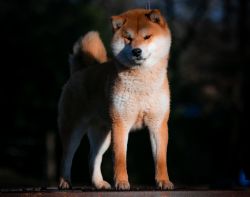 picture of dog