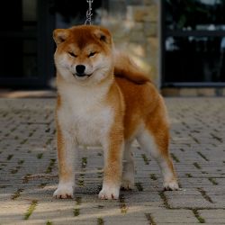 picture of dog