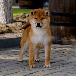 picture of dog