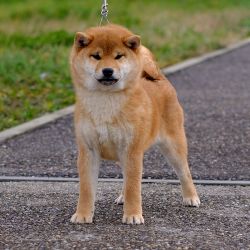 picture of dog