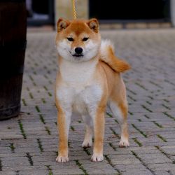 picture of dog