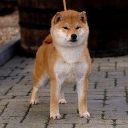 picture of dog