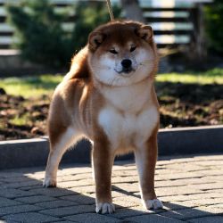 picture of dog