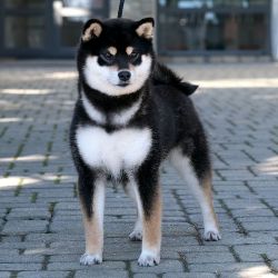 picture of dog