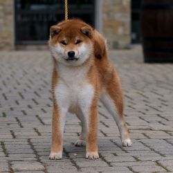 picture of dog