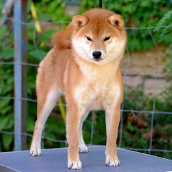 picture of dog