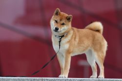 picture of dog