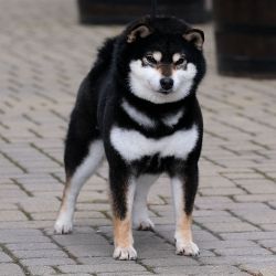 picture of dog