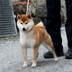 picture of dog