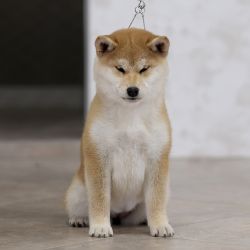 picture of dog