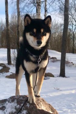 picture of dog