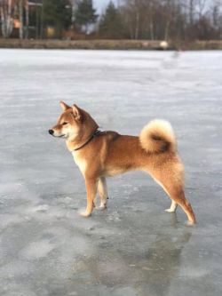 picture of dog