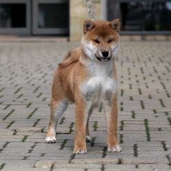picture of dog