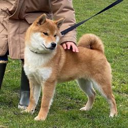 picture of dog