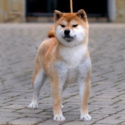 picture of dog