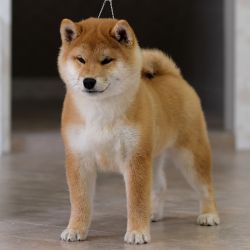 picture of dog