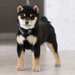 picture of dog