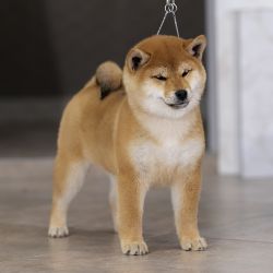 picture of dog