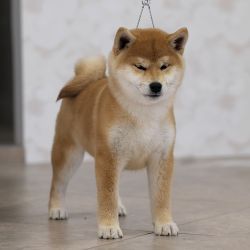 picture of dog