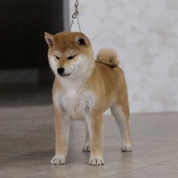 picture of dog