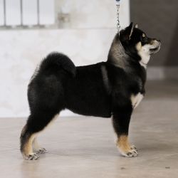 picture of dog