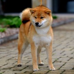 picture of dog