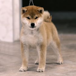 picture of dog