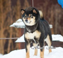 picture of dog