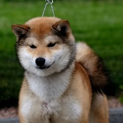 picture of dog