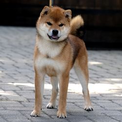 picture of dog