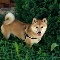 picture of dog