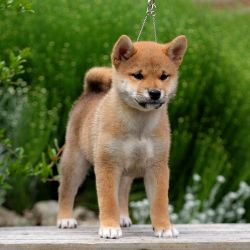 picture of dog