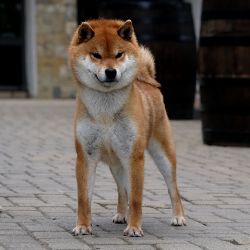 picture of dog