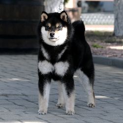 picture of dog
