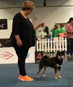 picture of dog
