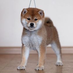 picture of dog