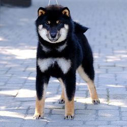 picture of dog