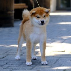 picture of dog