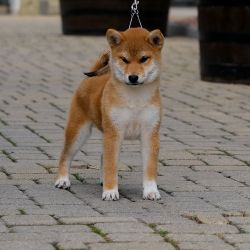 picture of dog